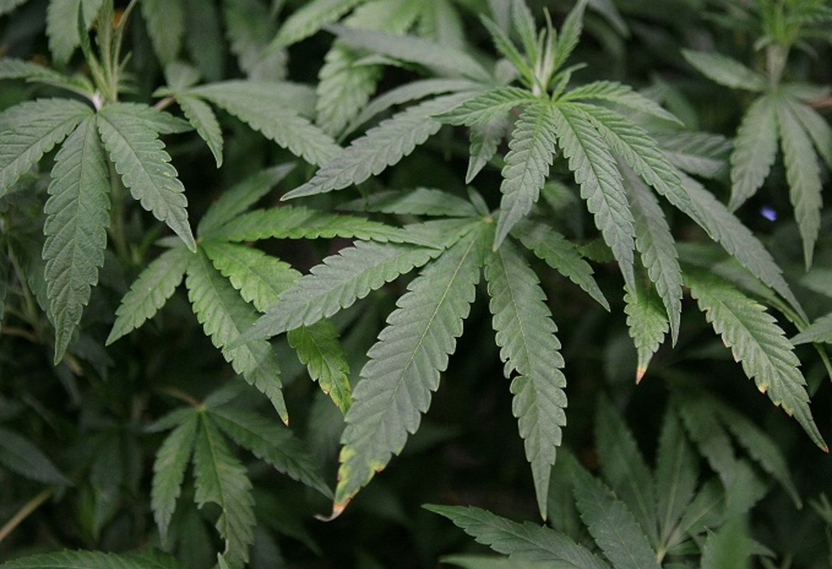 Best Weed Strains To Smoke Right Now Complex