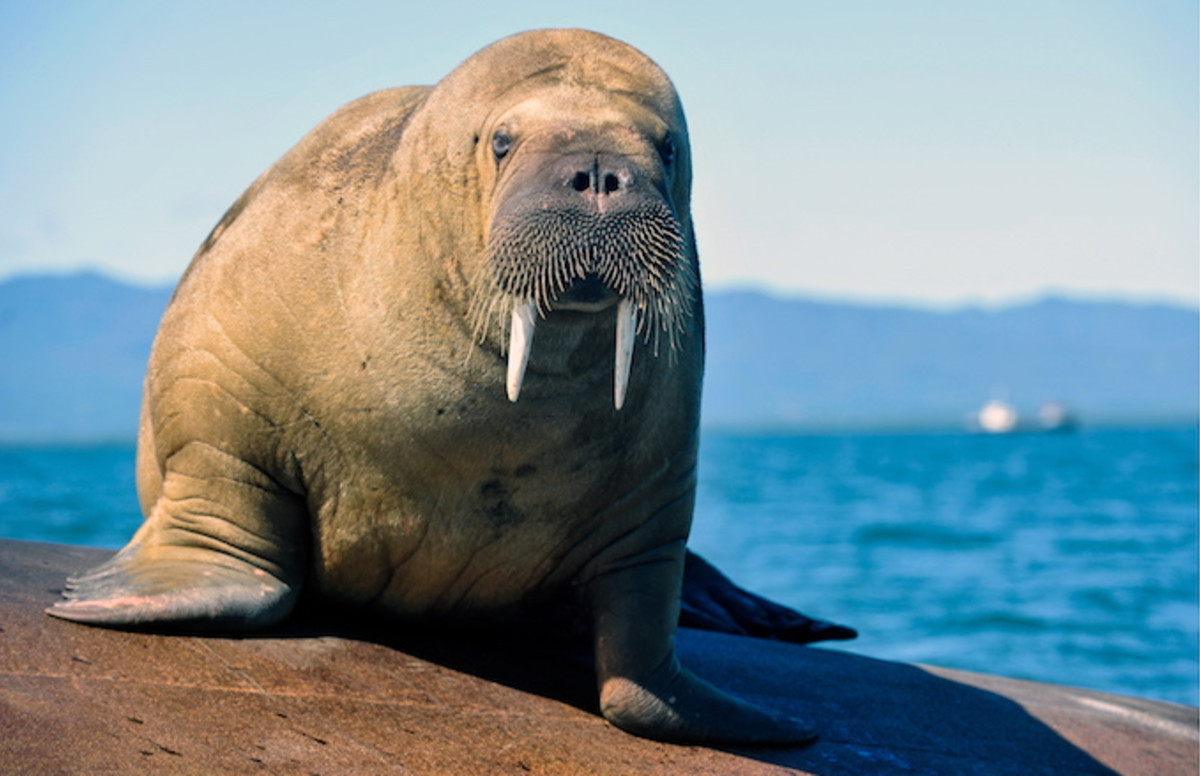 Russian Navy Boat Sinks in Arctic Ocean After Walrus Attacks to Protect