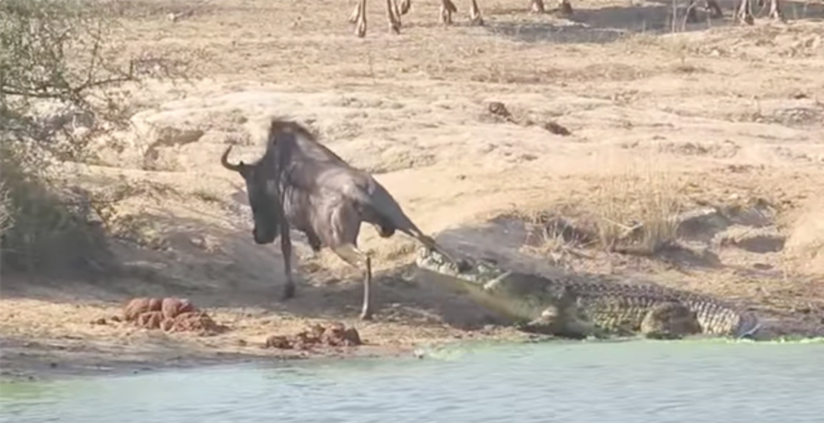 Watch These Hippos Rescue a Wildebeest From a Savage Crocodile | Complex