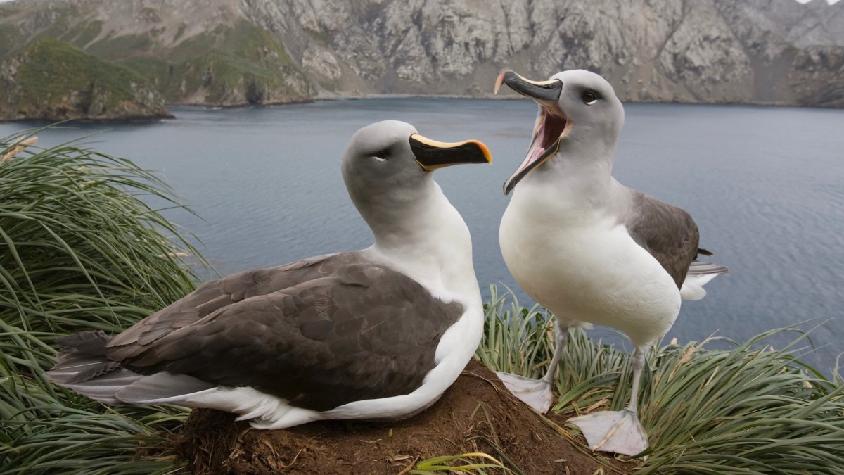 Climate Change Could Be Driving Albatrosses to Divorce, Study Suggests - Complex