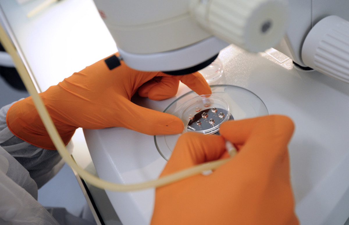 Researchers Successfully Grow Human Eggs in a Lab for the First Time
