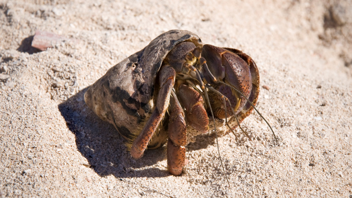 Study Shows Hermit Crabs Are Sexually Attracted to Certain Ocean