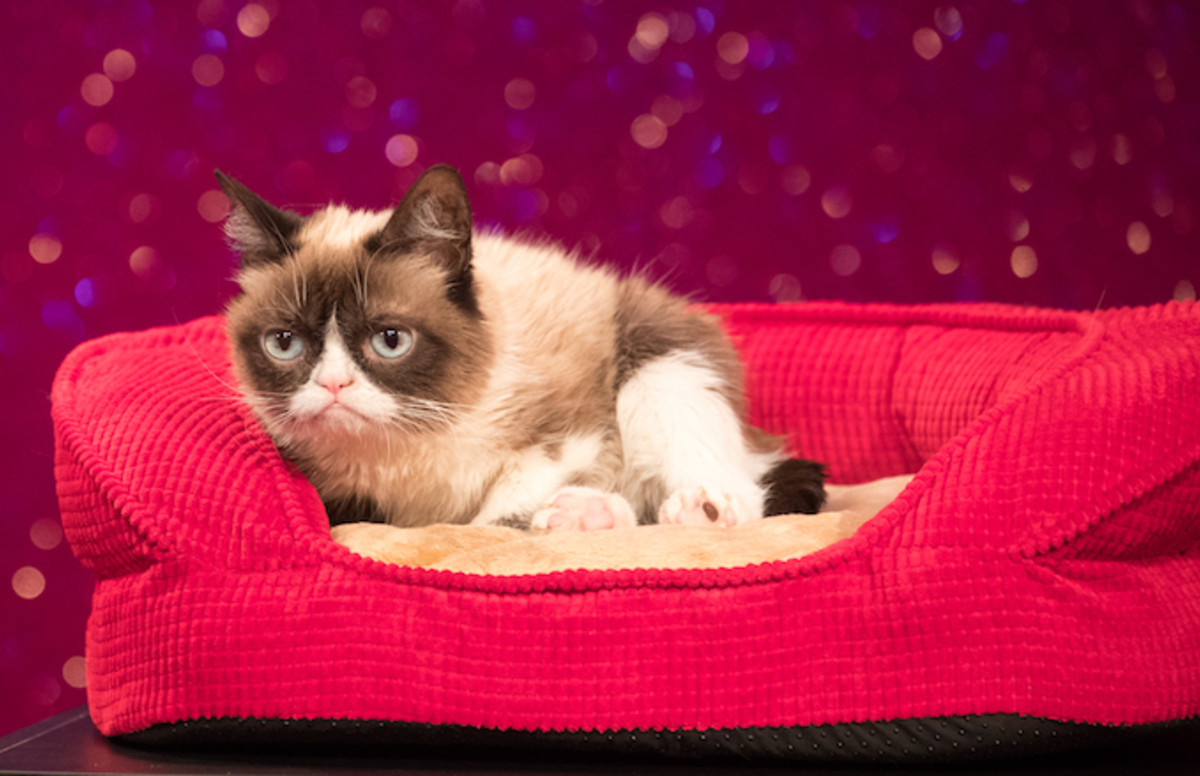 Grumpy Cat Receives 710000 In Copyright Lawsuit Complex