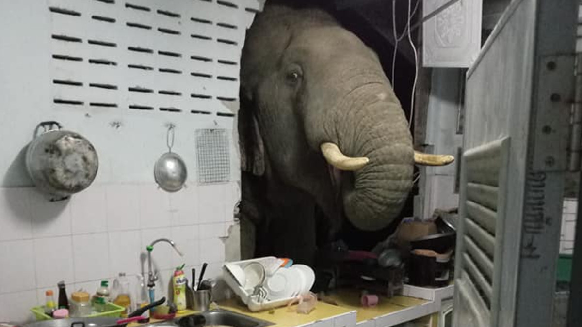 Video Shows Elephant Break Through Wall of House in Thailand | Complex