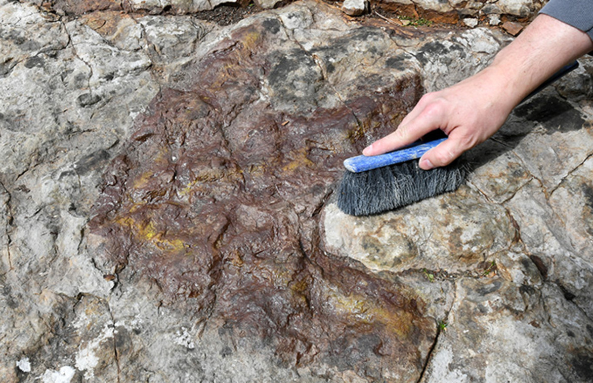 dinosaur discovered in 2020