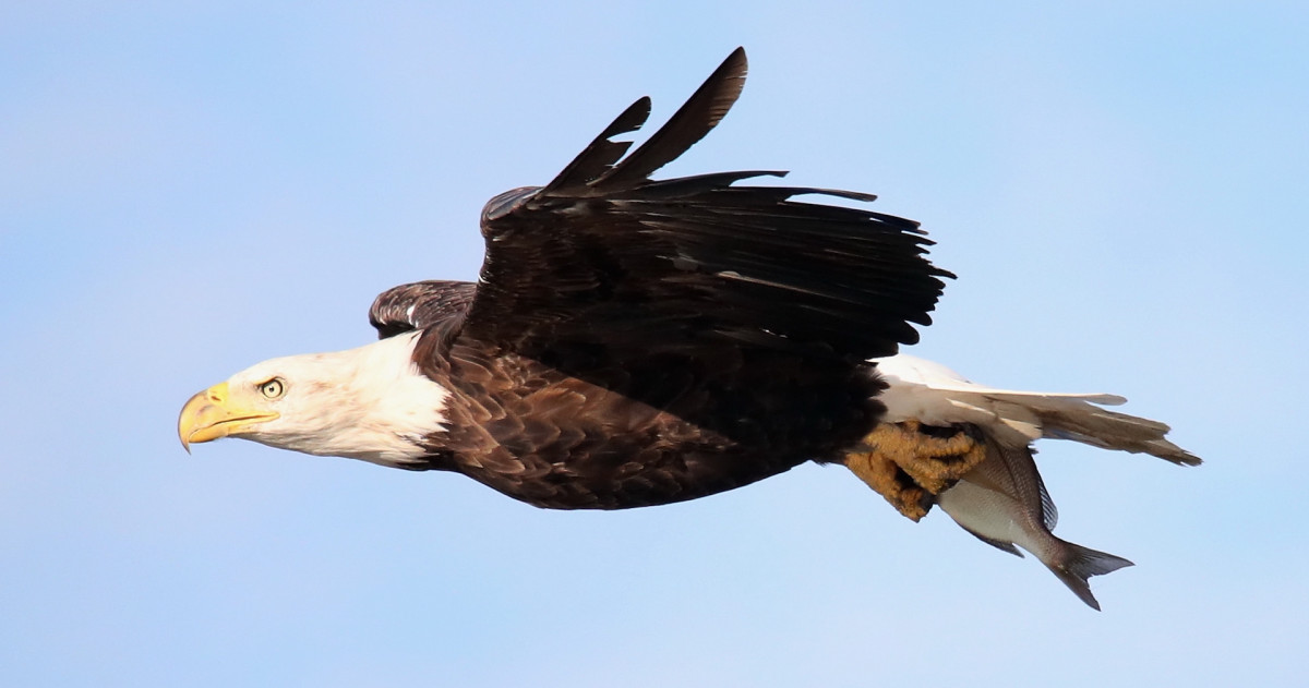 2 Men Arrested for Killing and Planning to Eat Bald Eagle | Complex
