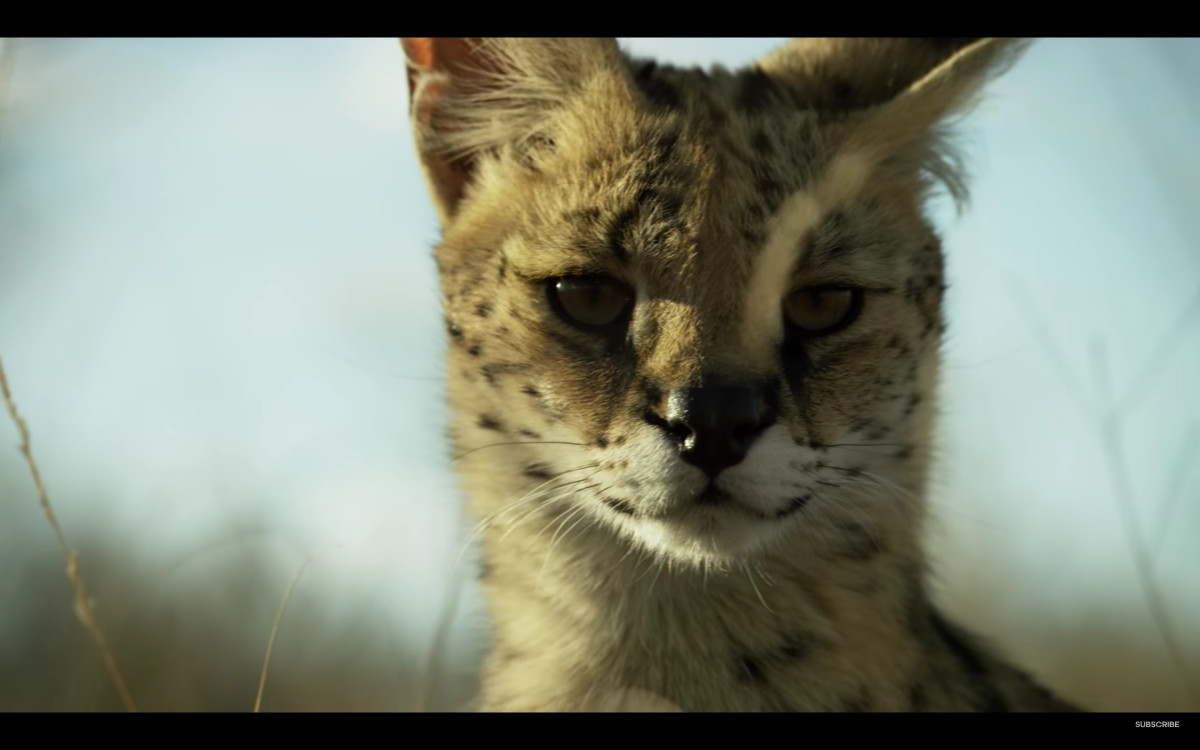 The BBC's 'Planet Earth' Sequel Trailer Is Here | Complex
