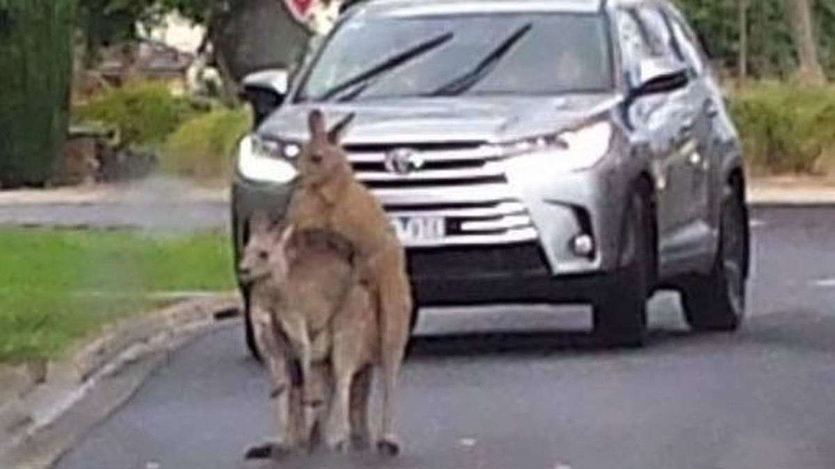 Kangaroos Public Sex Spree Causes Traffic Hold Up In Melbourne Complex Au 0290