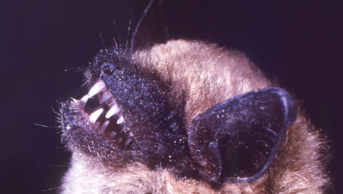 Illinois Man Dies of Rabies After Waking to Bat Biting Neck Complex