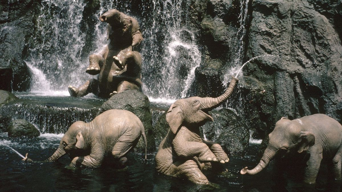 jungle cruise congo queen boat pop