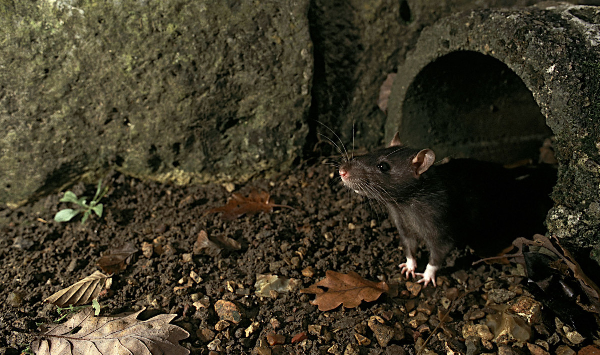 Chicago Named ‘Rattiest’ City in U.S. for Eighth Consecutive Year Complex