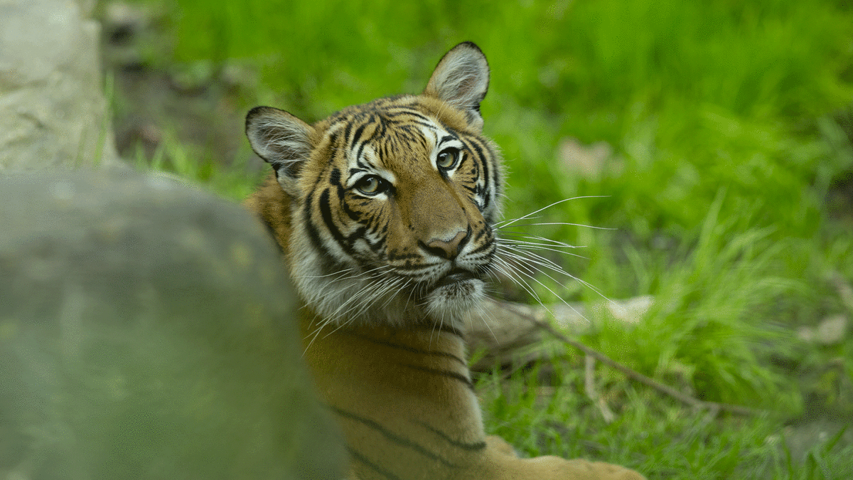 Bronx Zoo Tiger Tests Positive for COVID-19 | Complex