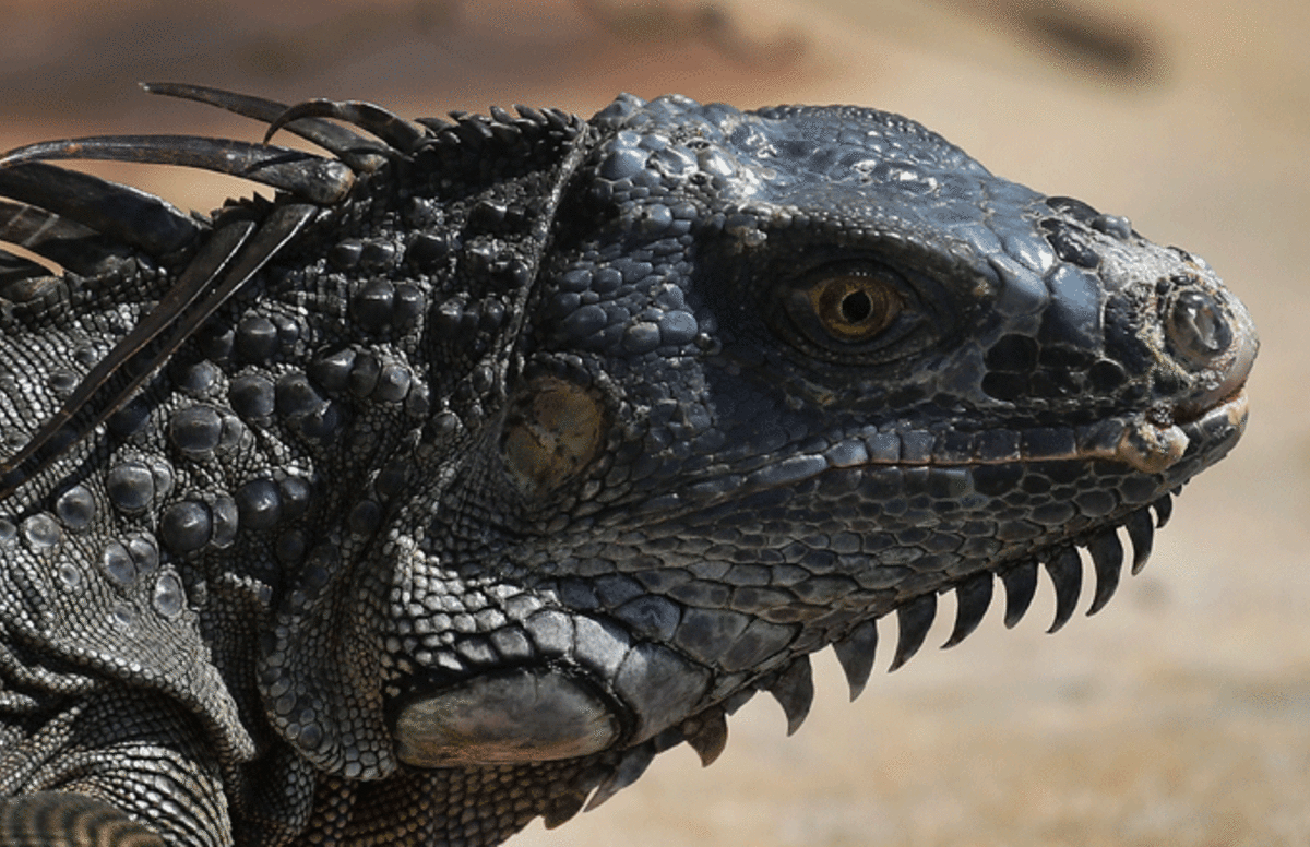 Cold Weather Leads To Falling Iguanas Alert In Florida Complex