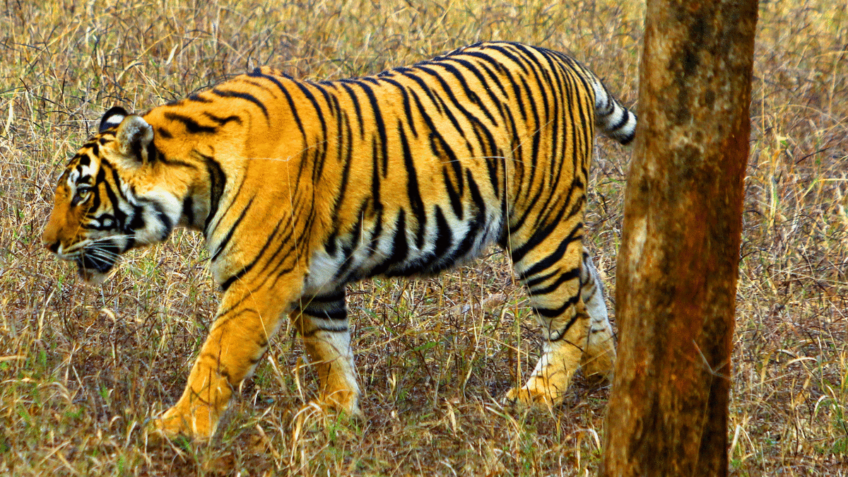 Interviewees From Netflix S Tiger King Aren T Happy With Series