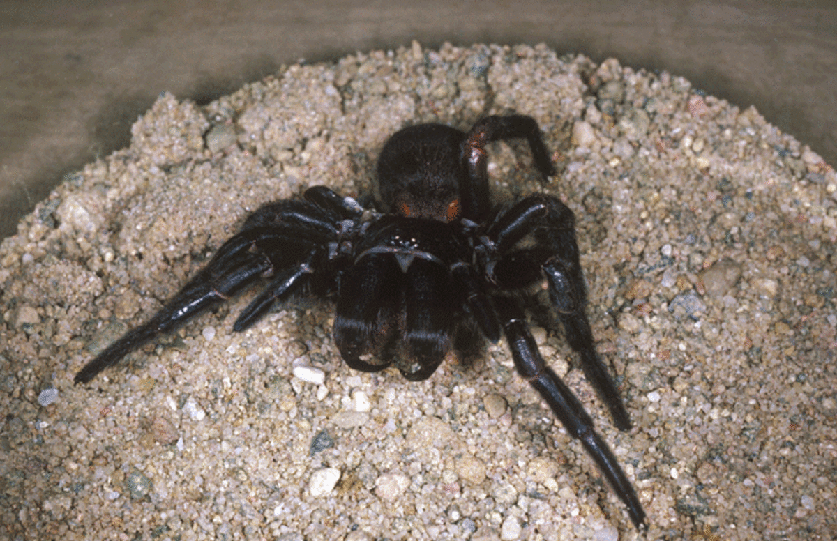 Australians Warned To Watch Out After Increase Of Funnel Web Spider Sightings Complex