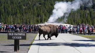 A bison walks past people at Yellowstone National Park.