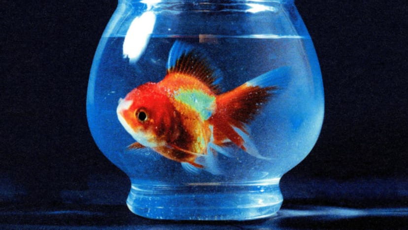 Vince Staples Reveals Tracklist For Big Fish Theory Complex