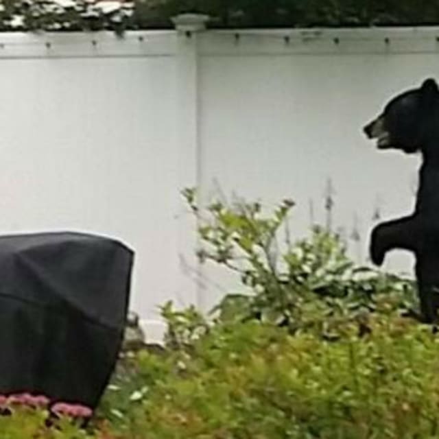 Pedals the Bear that Walked on Two Legs Reportedly Assassinated Complex