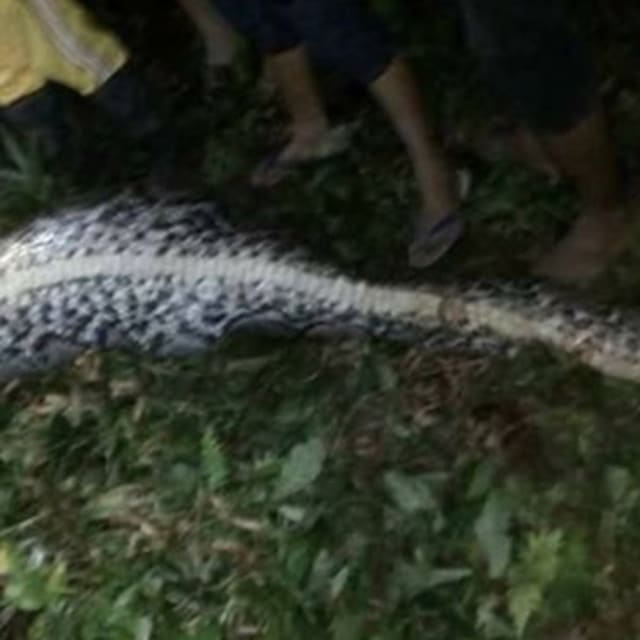 A Missing Man Was Discovered Inside a 23-Foot Python | Complex