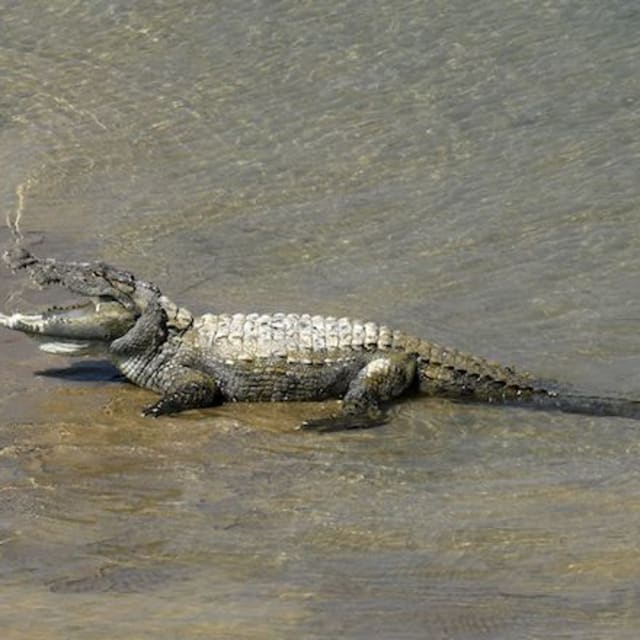 Florida Man Wearing Crocs Leaps Into Crocodile Pit | Complex