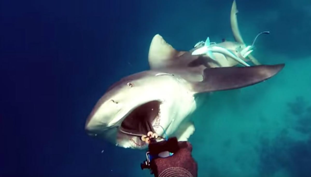Frightening Video Captures the Exact Moment Bull Shark Attacks