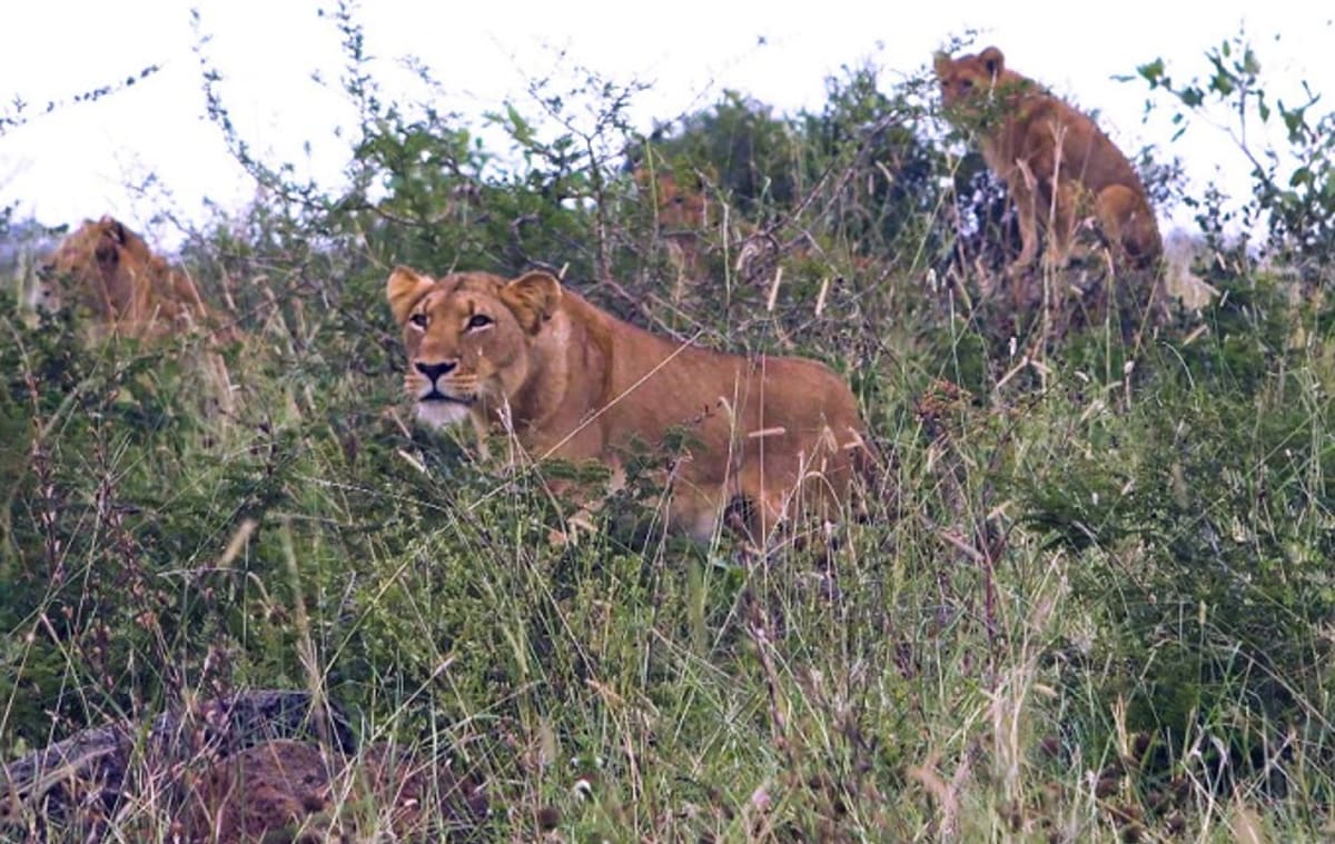 King Auto Center >> Lion Pack Eats Suspected Poacher in South Africa | Complex King Auto Center >> Lion Pack Eats Suspected Poacher in South Africa | Complex