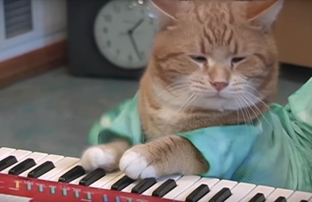 Bento, Keyboard Cat and internet hero, has died aged 9