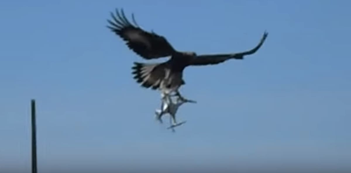 Lee Auto Mall >> French Officials Are Now Teaching Eagles to Take Out ... Lee Auto Mall >> French Officials Are Now Teaching Eagles to Take Out ...