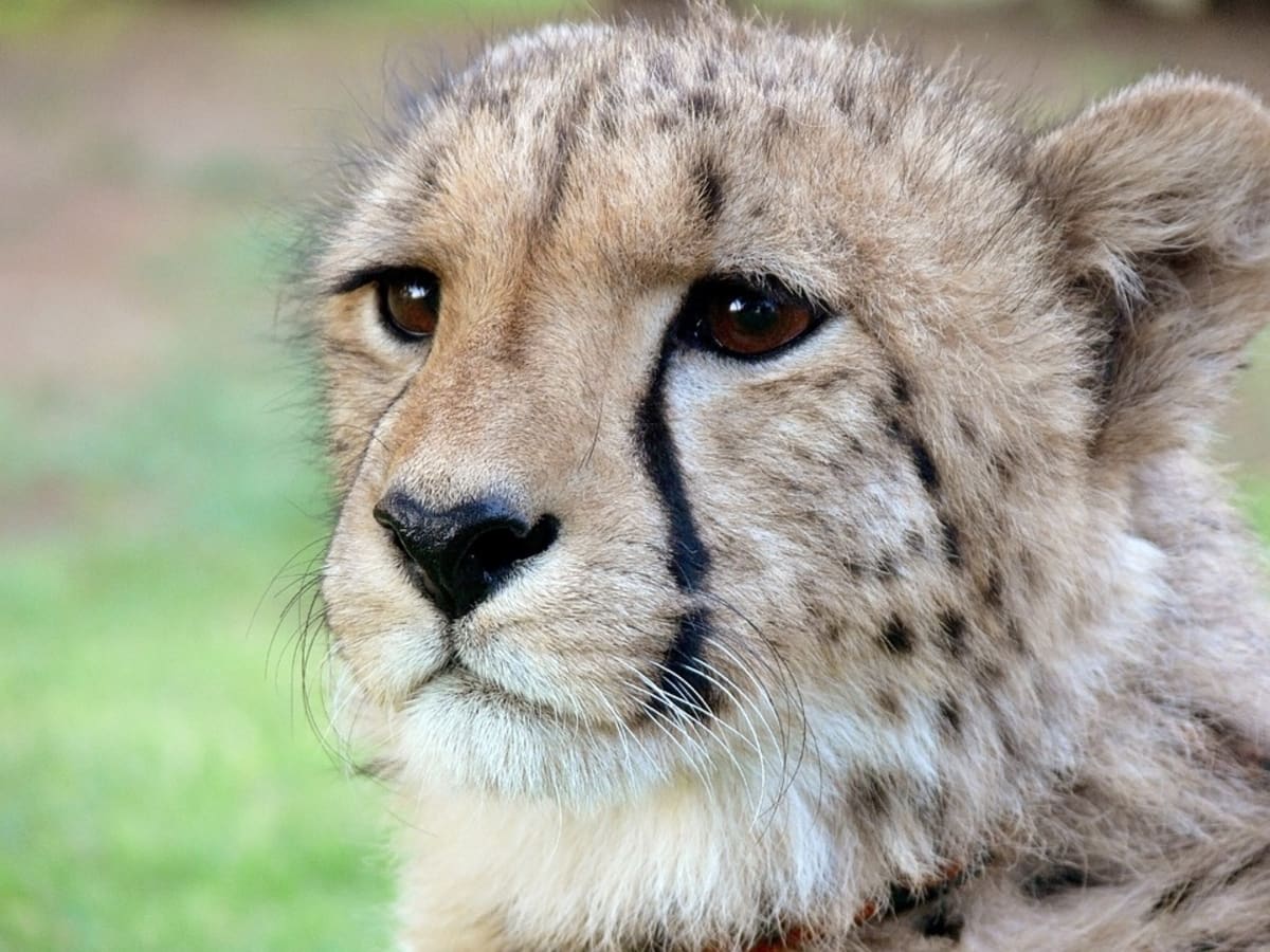 Cheetahs, Elephants, and Giraffes Among Endangered Species Facing