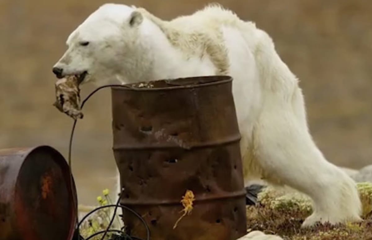 Video Surfaces of Starving Polar Bear in Iceless Arctic Region Complex