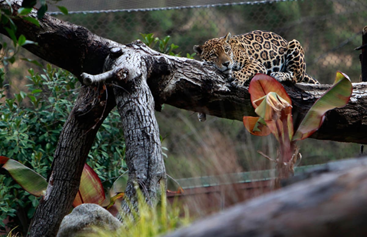 Woman Attacked by Jaguar at Arizona Zoo After Climbing ...