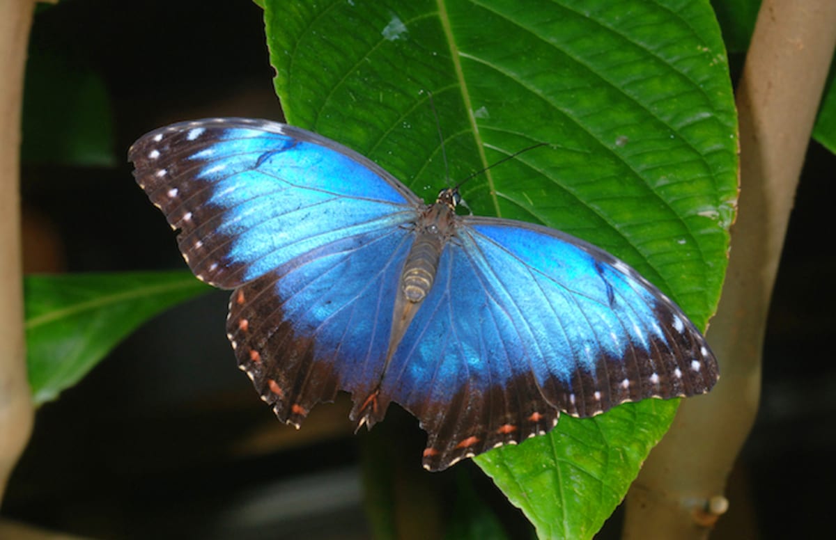 Ohio Woman Arrested for Stealing Rare Butterfly Complex