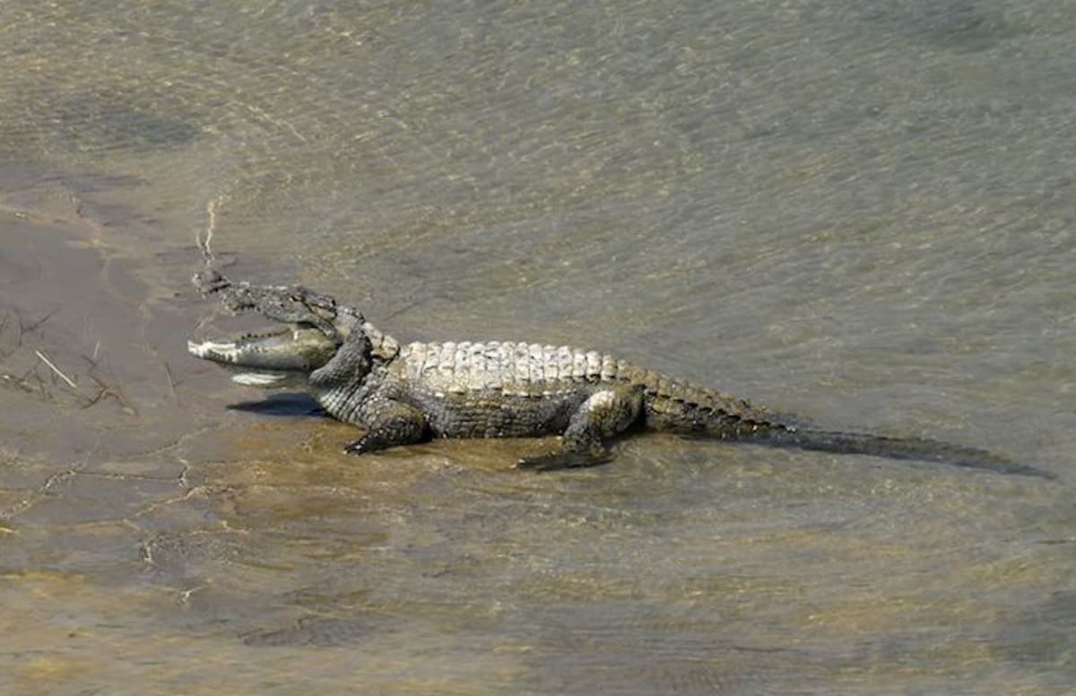 Florida Man Wearing Crocs Leaps Into Crocodile Pit | Complex