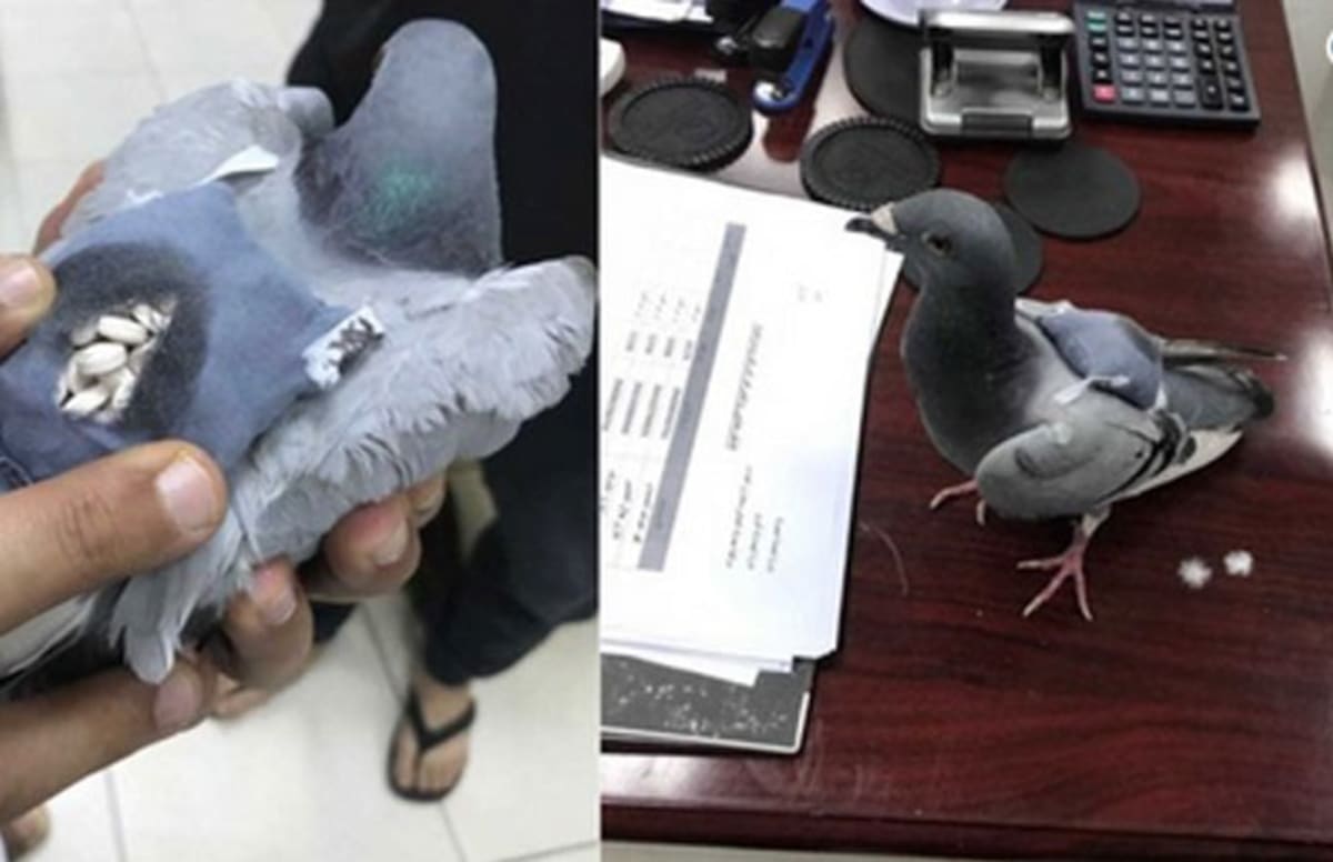 Police Catch Pigeon Wearing Tiny Backpack Full of Drugs | Complex