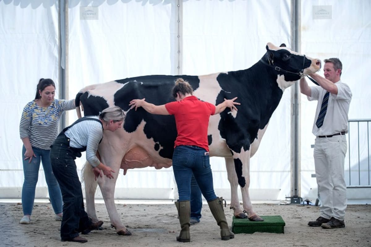 People Are Obsessed With This Really Big Cow Called Knickers | Complex