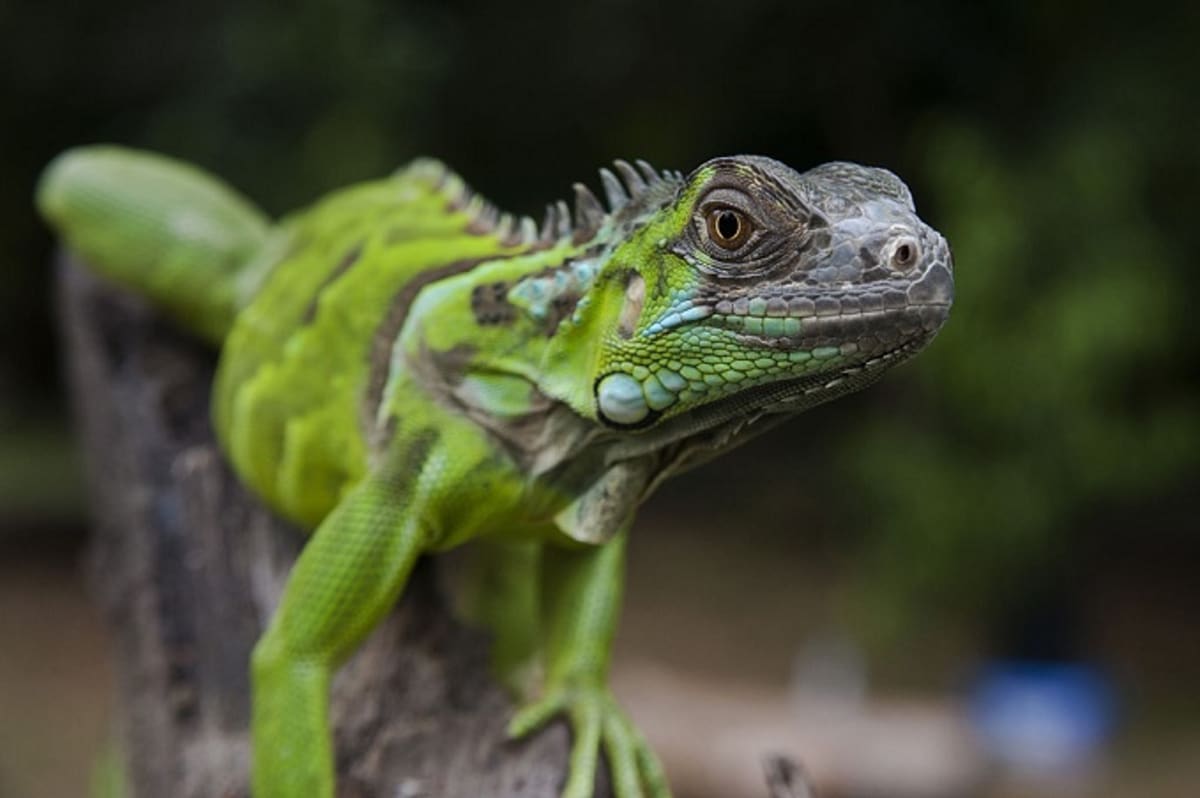 Icy Iguanas Dropping From Trees in Freezing-Ass Florida | Complex1200 x 798