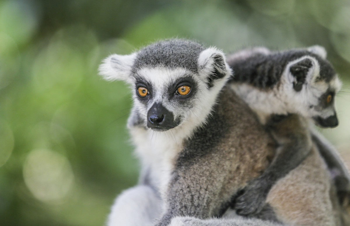 California Teen Admits to Stealing Endangered Lemur From Zoo in Plea ...