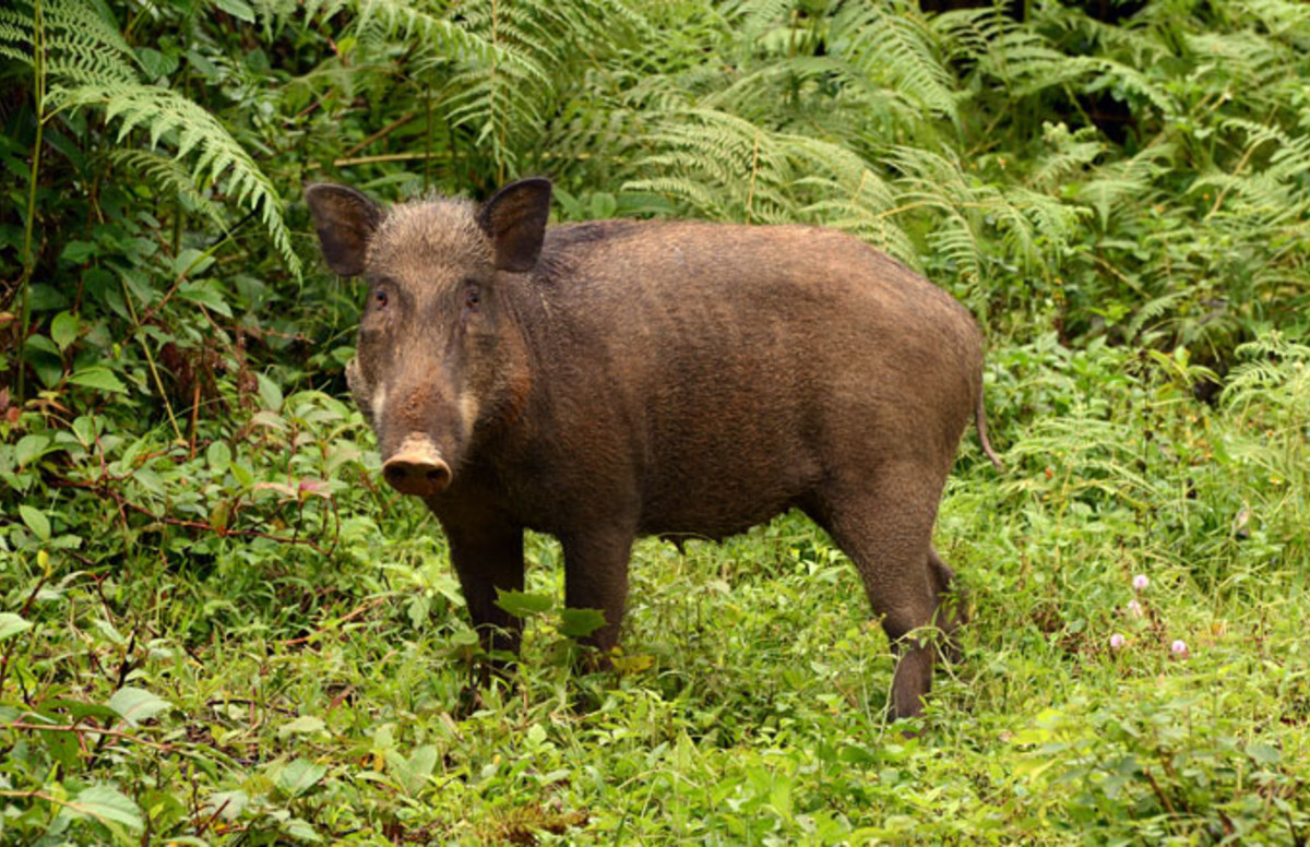 radioactive-wild-boars-are-out-here-causing-chaos-complex