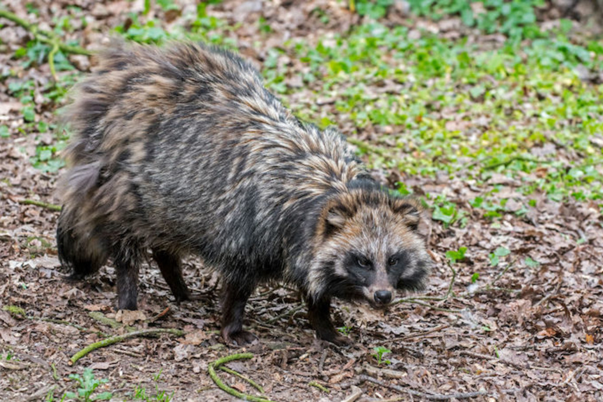 'Potentially Dangerous' Raccoon Dogs Are Running Loose in English Town