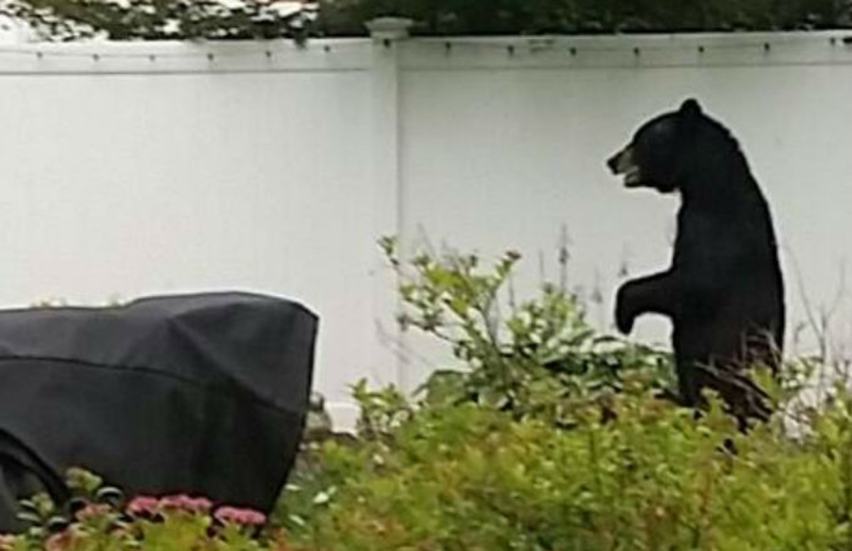 Pedals the Bear that Walked on Two Legs Reportedly Assassinated Complex