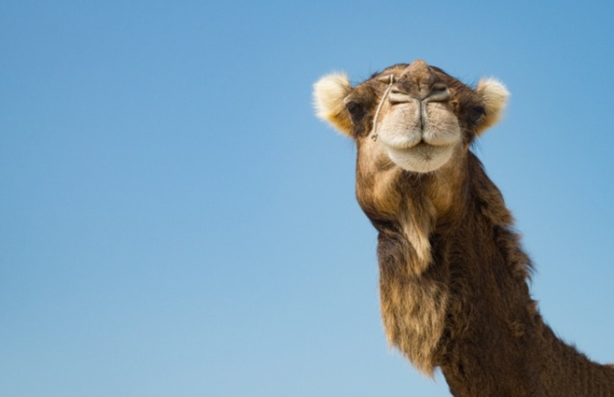 Woman Bites Camel's Testicles During Truck Stop Encounter 'The Camel