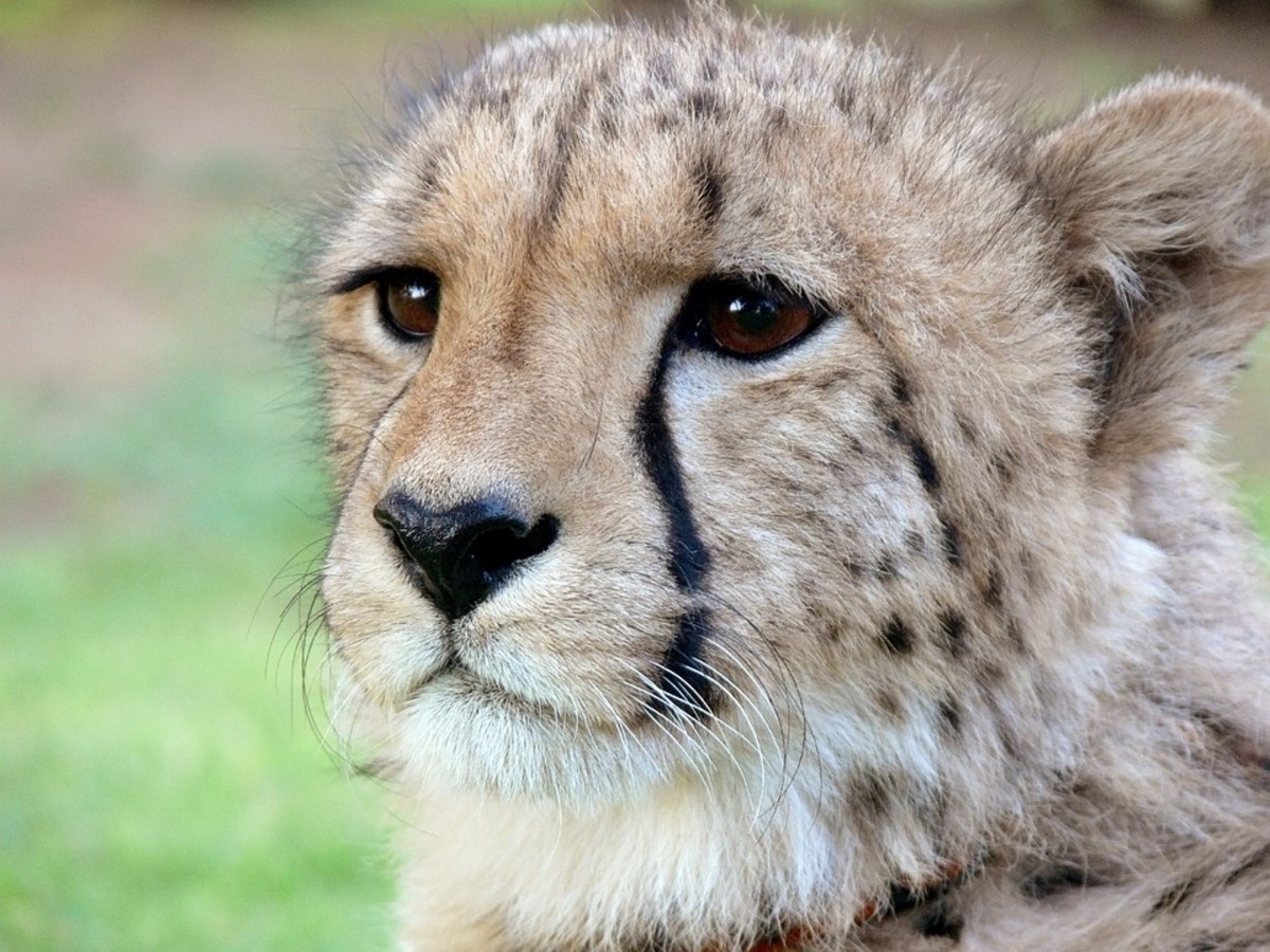 Cheetahs, Elephants, and Giraffes Among Endangered Species Facing