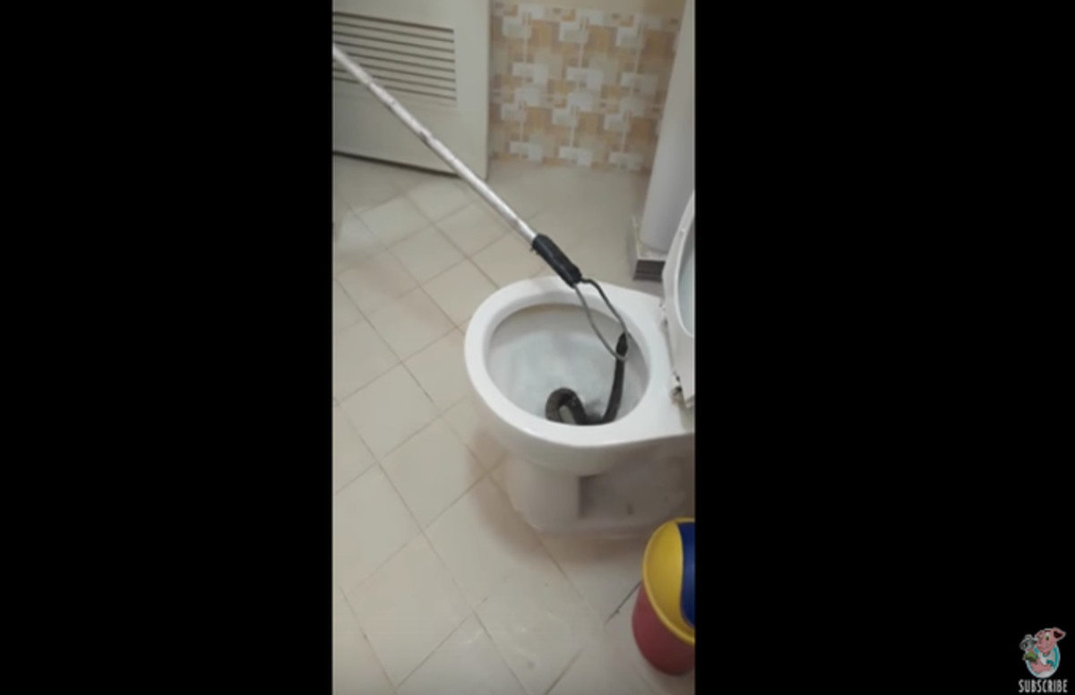 This Snake in a Toilet Is the Perfect Wrap to 2016 Complex