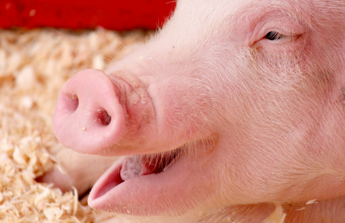 Earth Gifted With Very First Pig Human Embryo Thanks To Science