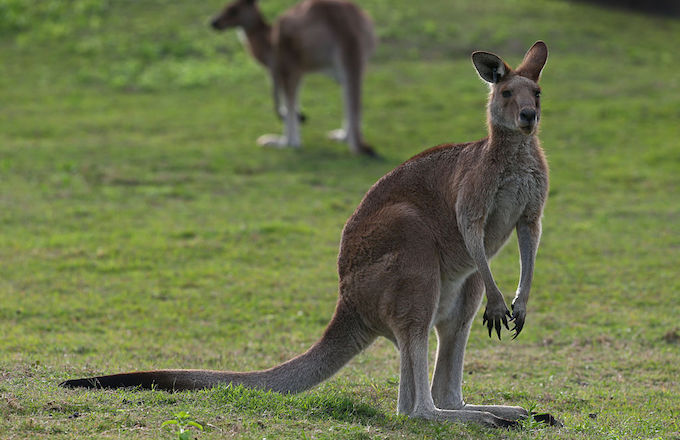 Ridiculously Ripped Kangaroo Named Roger Mourned By His - 