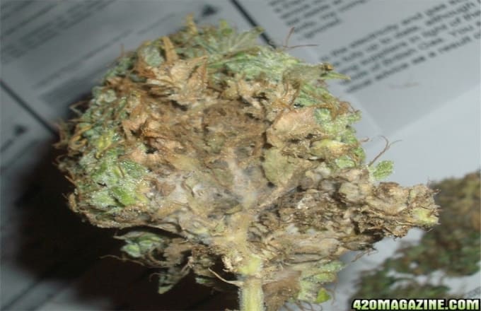 moldy marijuana