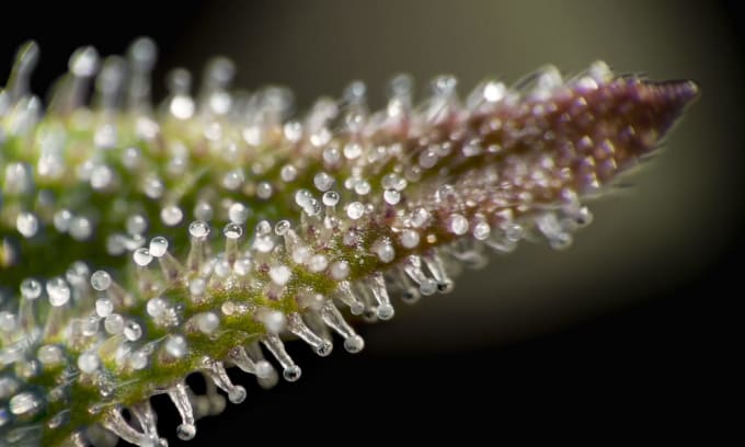 trichomes