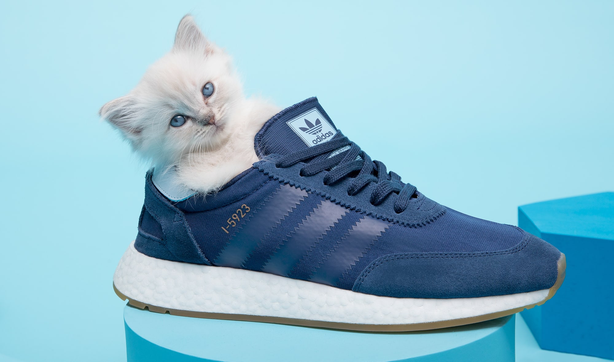 Кот в адидасе. Кот в adidas. Коты в одежде адидас. Кошка в адидасе.