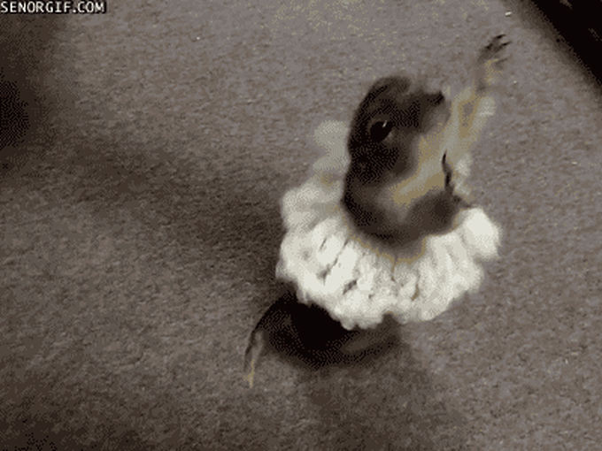 dancing animals animated gif